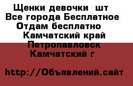 Щенки девочки 4шт - Все города Бесплатное » Отдам бесплатно   . Камчатский край,Петропавловск-Камчатский г.